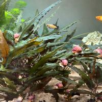 Lumache ampullarie viola striate