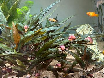 Lumache ampullarie viola striate