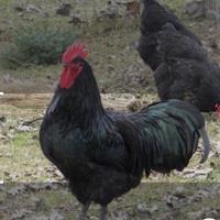Galline australourp