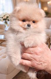 Pomerania Spitz Toy nano