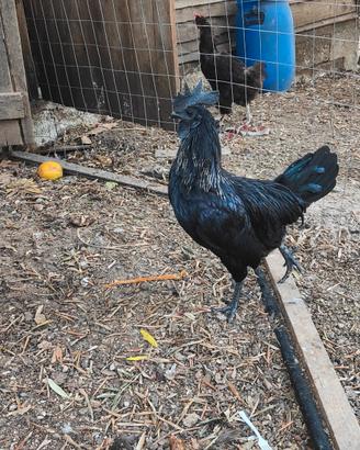 galline ornamentali