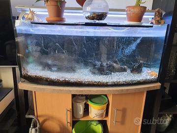 acquario panaromico 