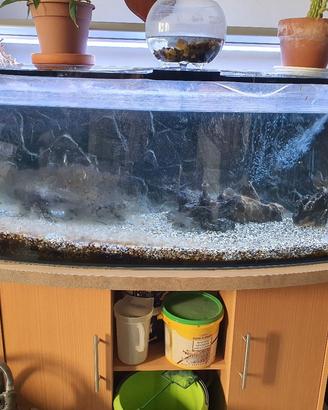 acquario panaromico 