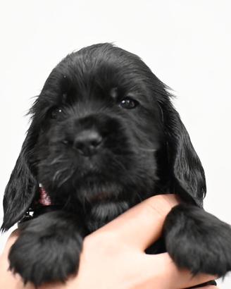Cocker Spaniel