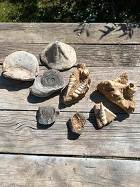 Fossili marini - ammoniti e conchiglie fossili