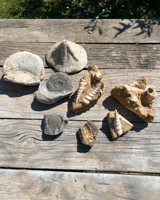 Fossili marini - ammoniti e conchiglie fossili