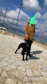 Cane corso da monta