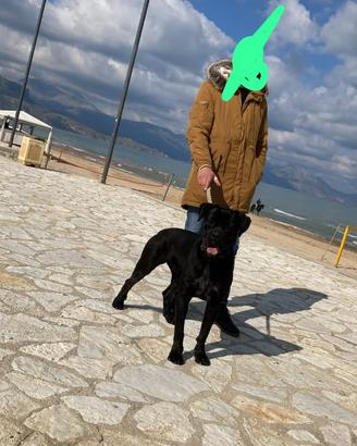 Cane corso da monta