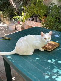 Gattini