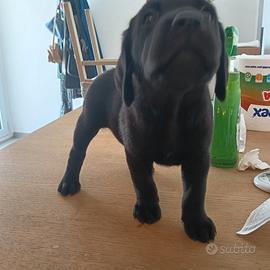 Cuccioli di Labrador