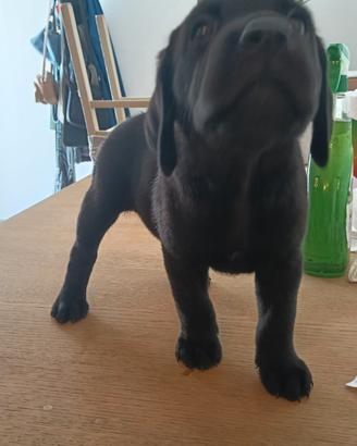 Cuccioli di Labrador