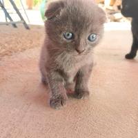 Cuccioli gatto Scottish Fold