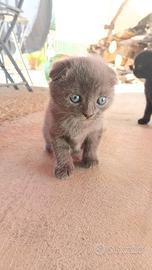 Cuccioli gatto Scottish Fold