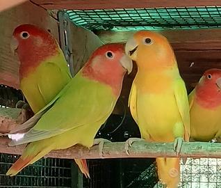 Inseparabili