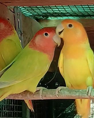 Inseparabili