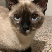 Gattini