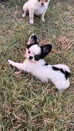 Femminuccia chihuahua