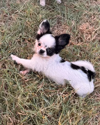 Femminuccia chihuahua