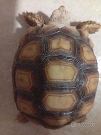 Tartarughe di terra varie specie