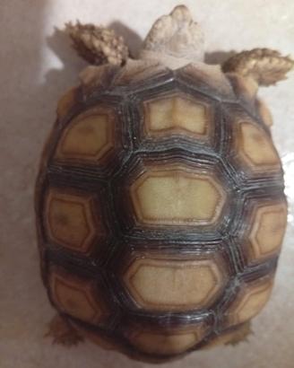 Tartarughe di terra varie specie