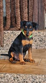 Cuccioli pinscher nano