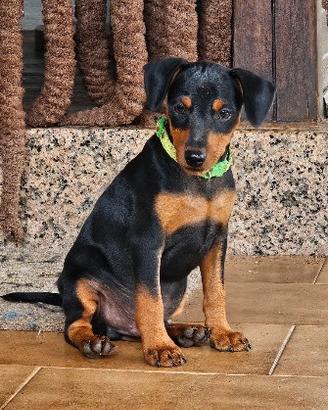 Cuccioli pinscher nano
