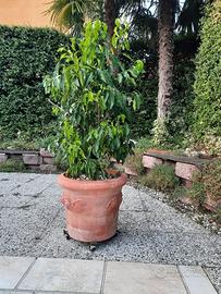Vaso  in terracotta con pianta di limone