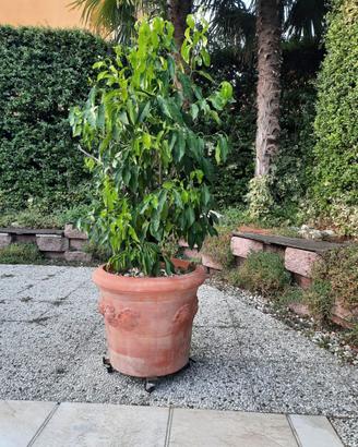 Vaso  in terracotta con pianta di limone