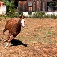 Animali
