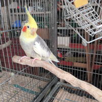 Calopsite giovane maschio