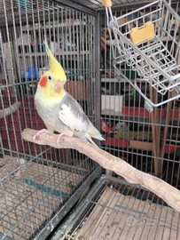 Calopsite giovane maschio