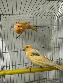 Canarini maschio e femmina