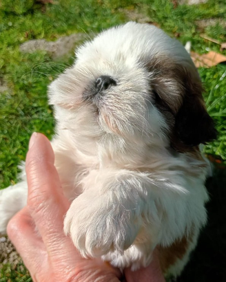 Shih tzu Taglia Piccola