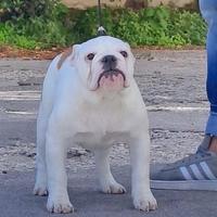 Cucciola bulldog inglese pedigree enci