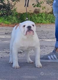 Cucciola bulldog inglese pedigree enci