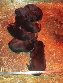 Pastore tedesco con pedigree