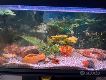 Acquario