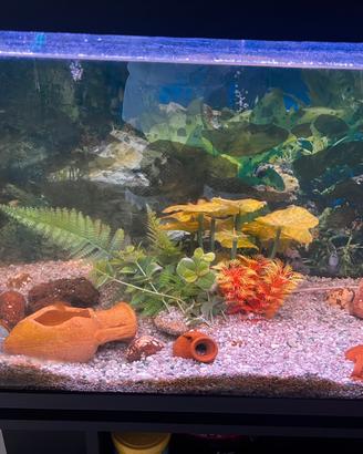 Acquario