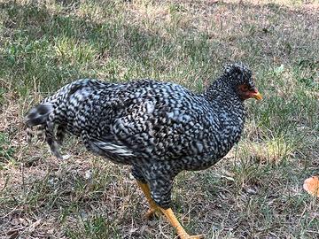 Gallo razza schijndelaar barrato