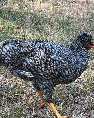 Gallo razza schijndelaar barrato