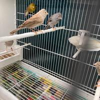 Canarini Spagnoletti