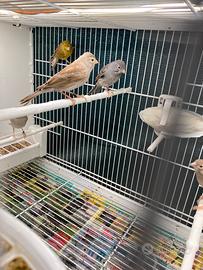 Canarini Spagnoletti