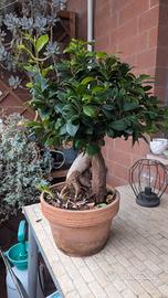 bonsai ficus