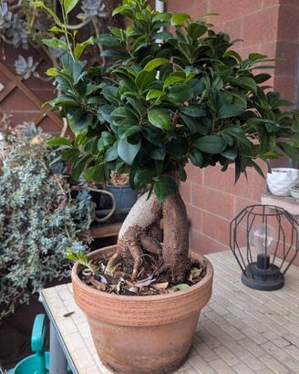 bonsai ficus