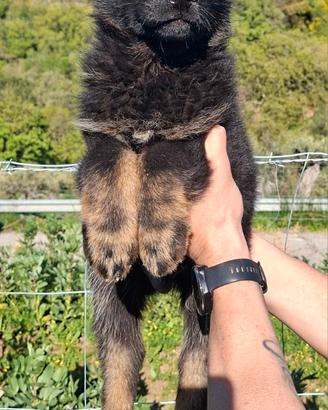 Cuccioli di Pastore Tedesco linea LAVORO