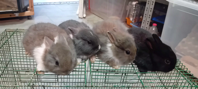 Conigli nani baby testa di leone e pelo corto