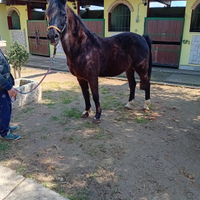 Cavallo doppio pony