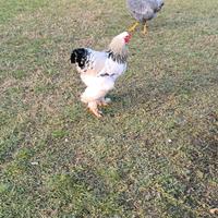 Gallo Brahma Columbia