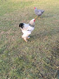 Gallo Brahma Columbia