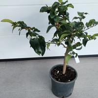 pianta limone 4 stagioni 